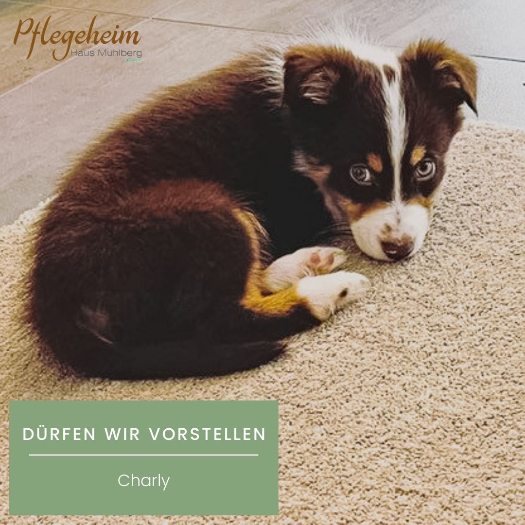 Australian Shepherd Charly – Hund des Pflegeheims Haus Mühlberg